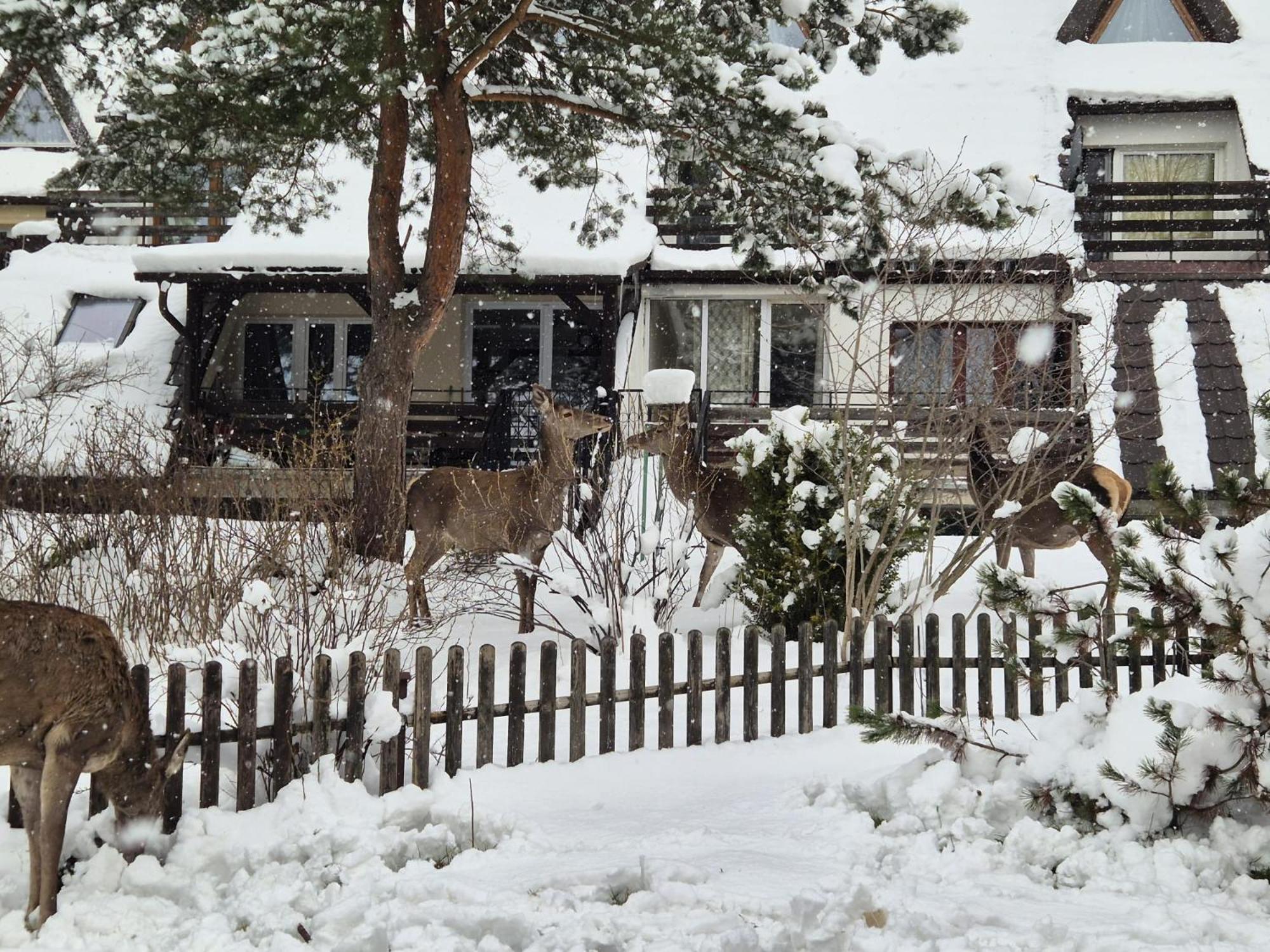 Apartament Wokol Stolu Zakopane Bagian luar foto