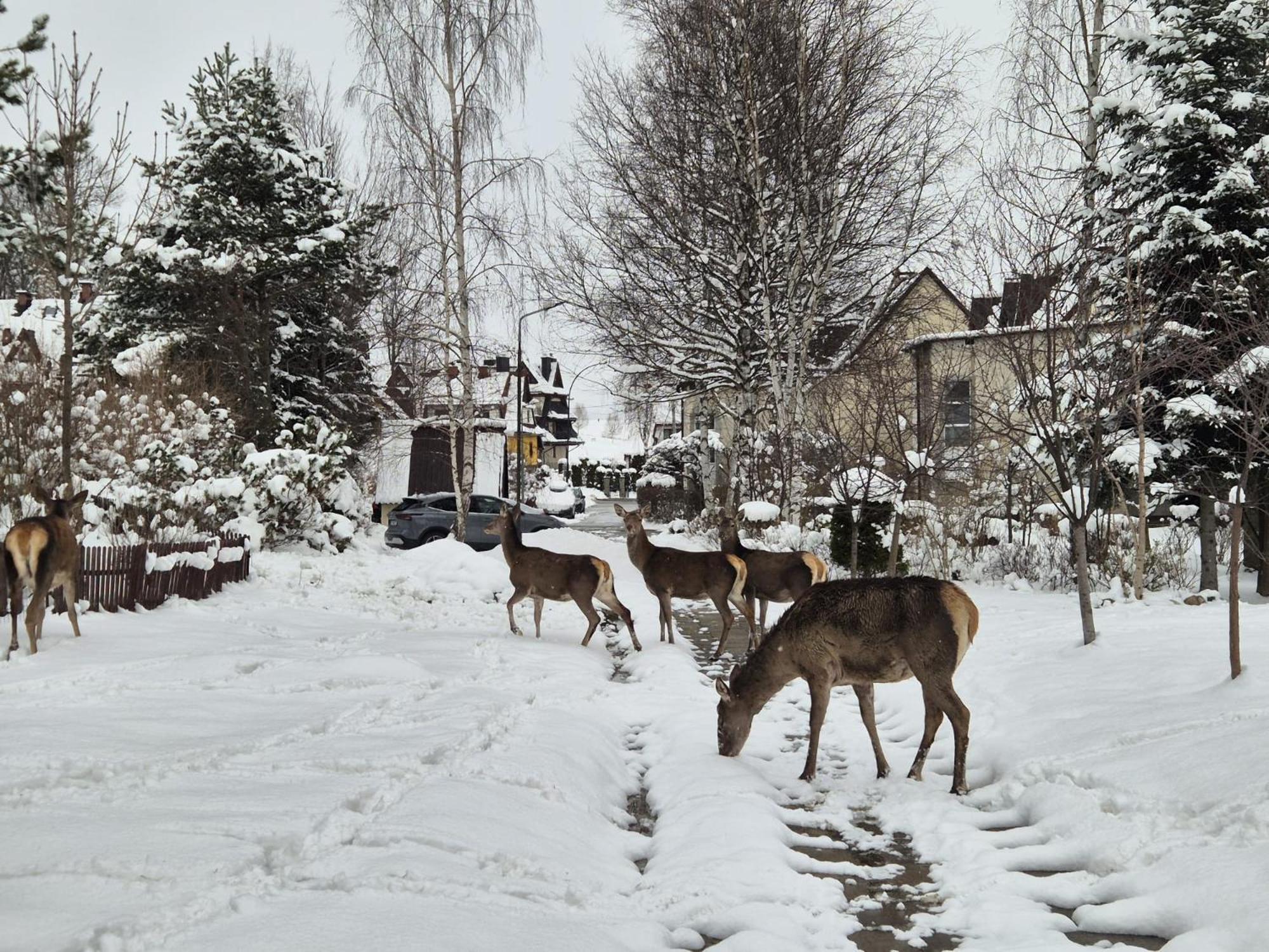 Apartament Wokol Stolu Zakopane Bagian luar foto